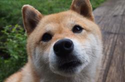 开云体育APP下载-跨越太平洋的证明，欧文于沪上焦点战重塑江湖，黄蜂鏖战上海淬炼团队之魂