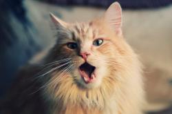 开云体育平台APP-当拉什福德的灵光，遇见法兰西的钢铁洪流—现代足球的冰与火之歌