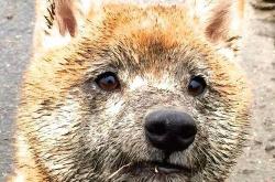 开云体育-撕裂夜幕，锡安·威廉姆森与他的涅槃季后赛之夜