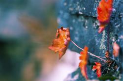 开云体育app-圣马梅斯的咆哮，当巴斯克铁骑碾过伊比利亚的优雅