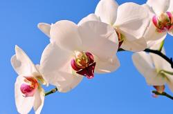 开云sport-双城记，德甲争冠烽火连天，北京队突围之战一触即发