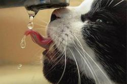 开云体育官网-意甲焦点战外的奇迹，哥斯达黎加冲垮曼城