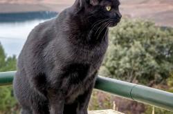 开云体育入口-前所未见！39岁詹姆斯30+三双熔穿防守 奇才掀翻猛龙的战术密码