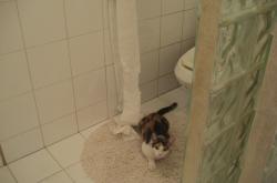 开云体育中国-速度的庆典，从F1揭幕战到绿茵闪电，竞技之魂在极限中燃烧