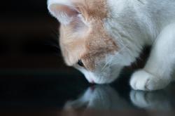 开云体育中国-谁人识得蒂亚戈？NBA季后赛之夜，一道划破天际的流星