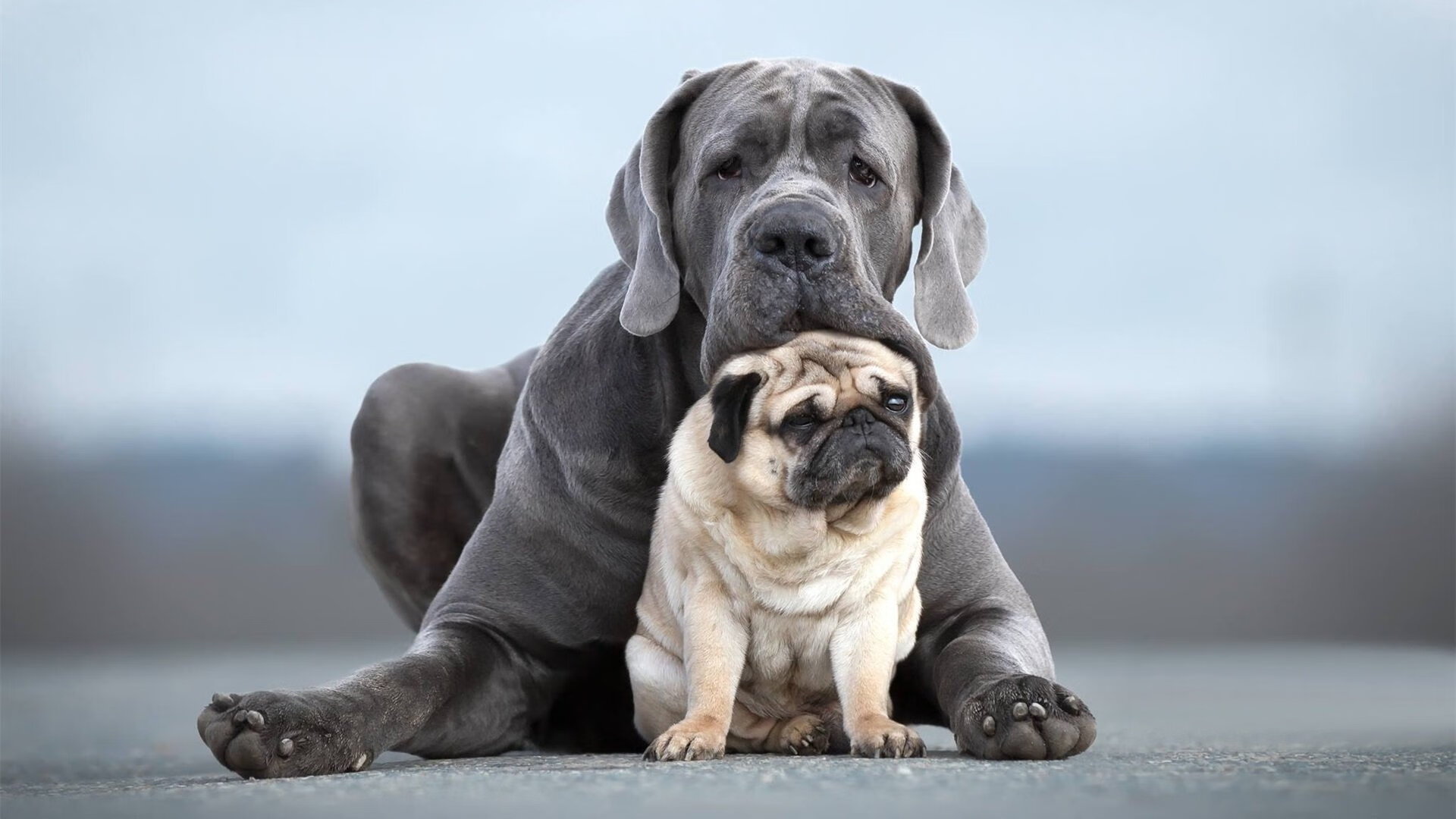 孤舰的旗帜，当阿斯顿马丁冲破银色浪潮，汉密尔顿如何以肩为桥