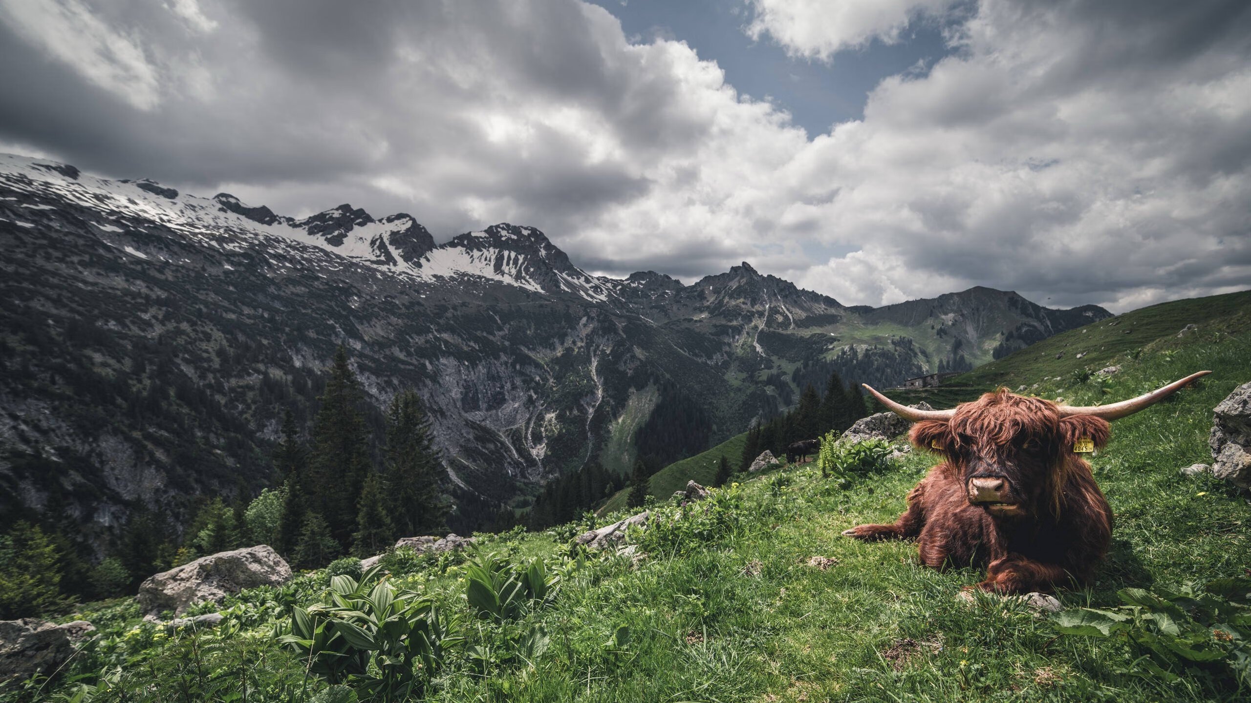 冰冷数据下的炽热利剑，浙江队如何用算法之刃终结活塞王朝