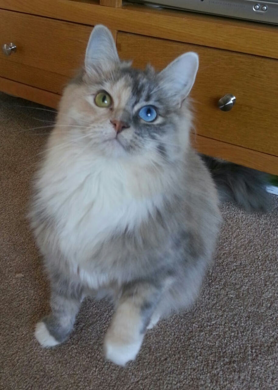 43分逆转背后，字母哥用一次战术撕裂篮网