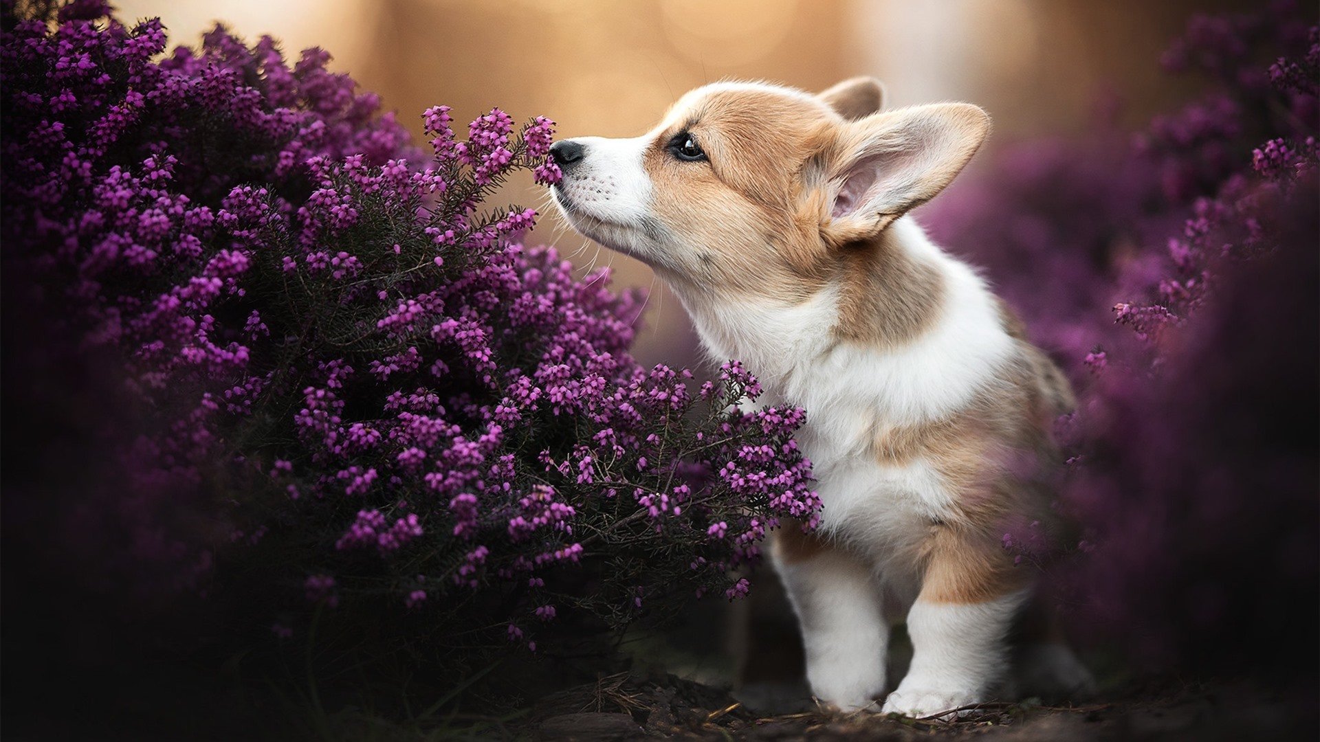 德甲白热化争冠的背后,尼斯和国际米兰演绎了不同的唯一性