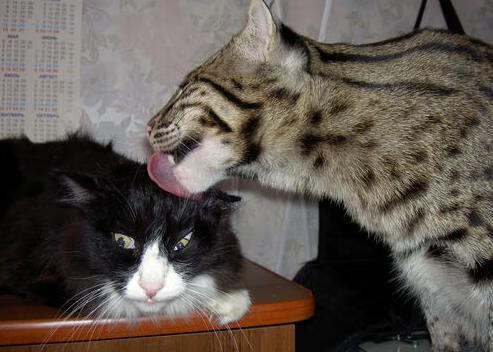 沉默封锁线，保罗如何用17次妙传，将国王的喧嚣化为沉寂？