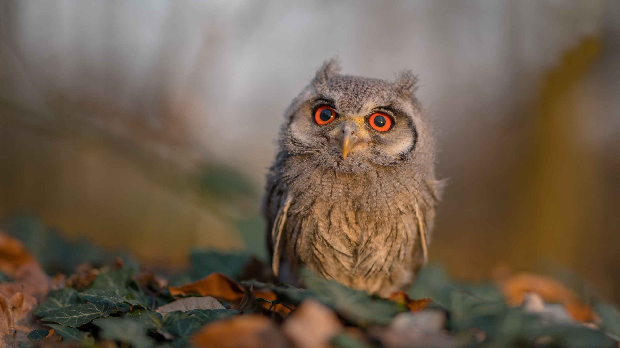 北欧战神伊布，鏖战几内亚上演数据统治级表演