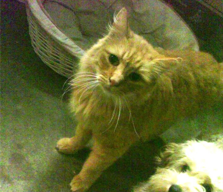 诸神黄昏，穆勒在世界边缘的绝杀