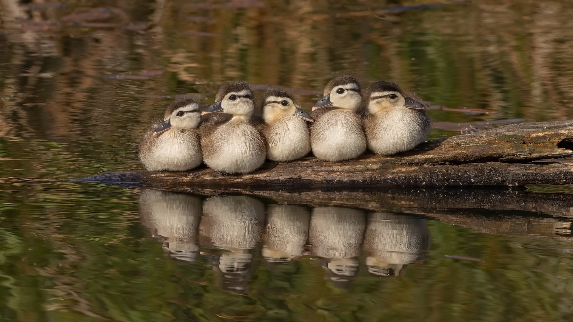 速度与高度的交响，当F1引擎在巴林轰鸣时，黄蜂正在丹佛高原掀起逆转风暴