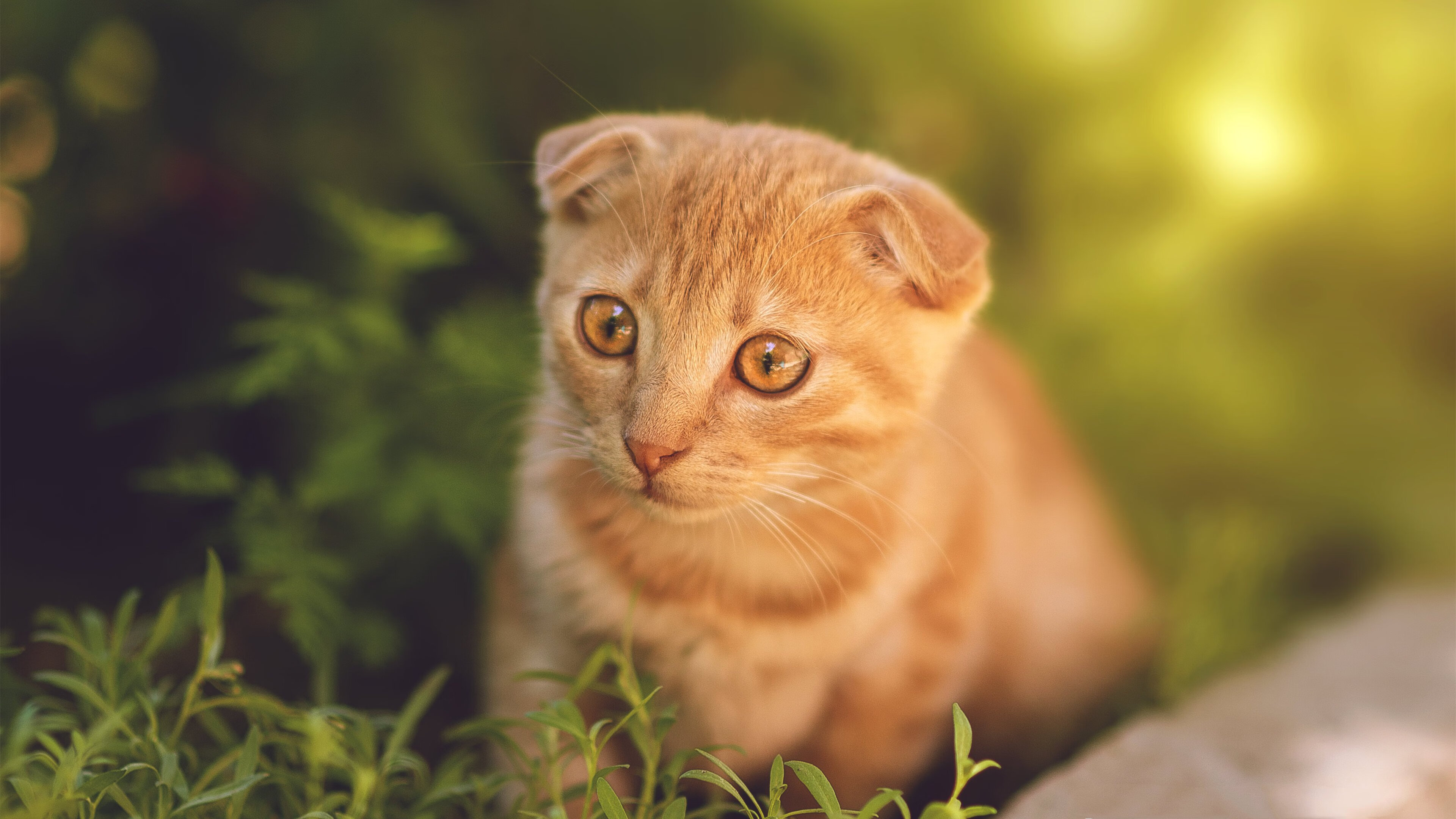 6记三分射落黄蜂！名记手记，贝恩如何成为浙江队的关键先生？