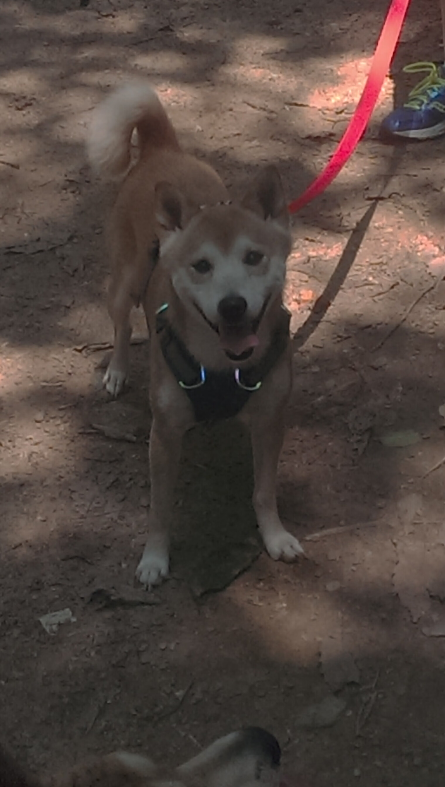 孤星与森林，当欧文的谜题解开，凯尔特人的团队棋局如何困住掘金？