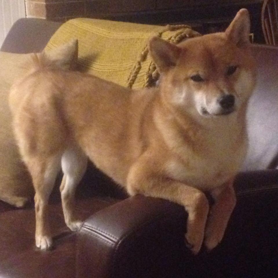 跨越联盟的对话，当欧文在东北虎的围剿中完成自我救赎