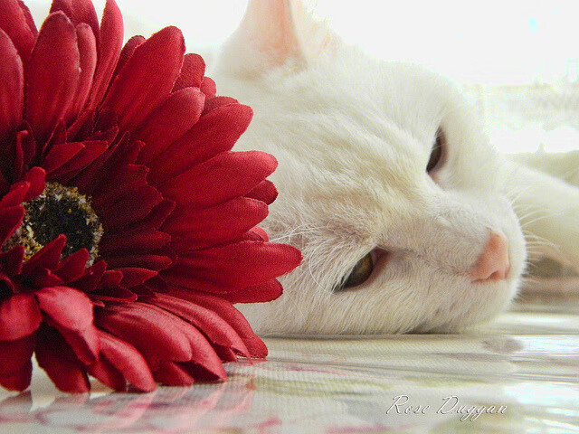 冰封王座上的血战，伦纳德，这架为今夜而生的完美机器