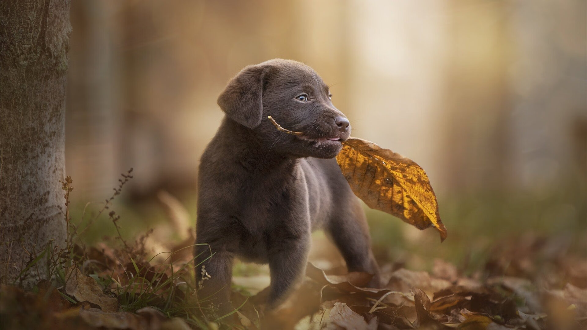 绿茵场的节奏大师与硬木地板的接管者，当摩洛哥战术遇见加克波时刻