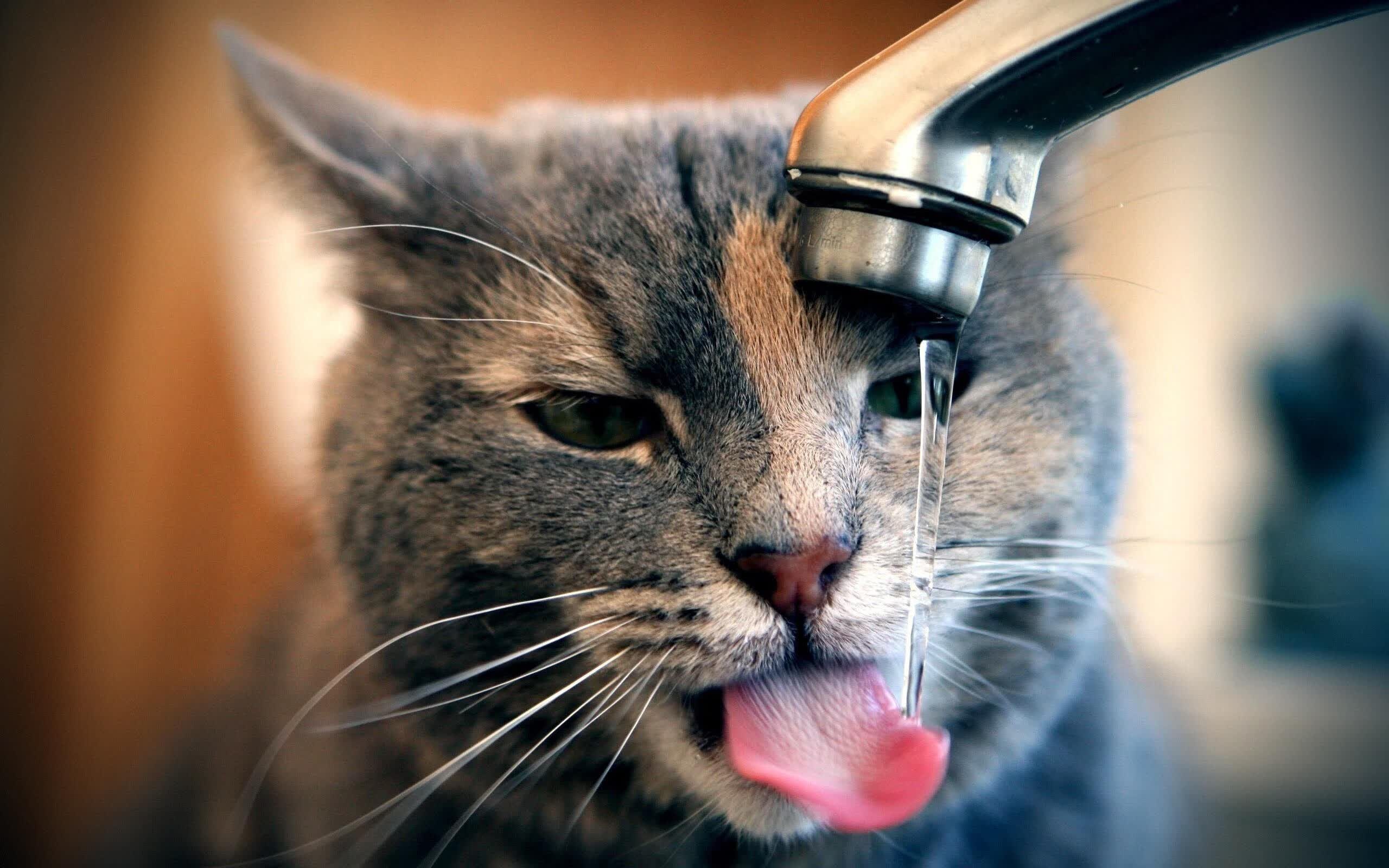 南美猎鹰折翼之夜,梅西独舞见证澳大利亚风暴席卷2026世界杯八分之一决赛